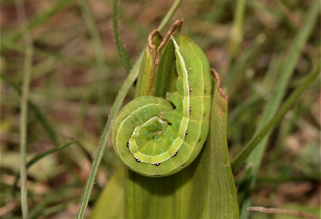 Bruco di ...Aporophyla nigra - Noctuidae